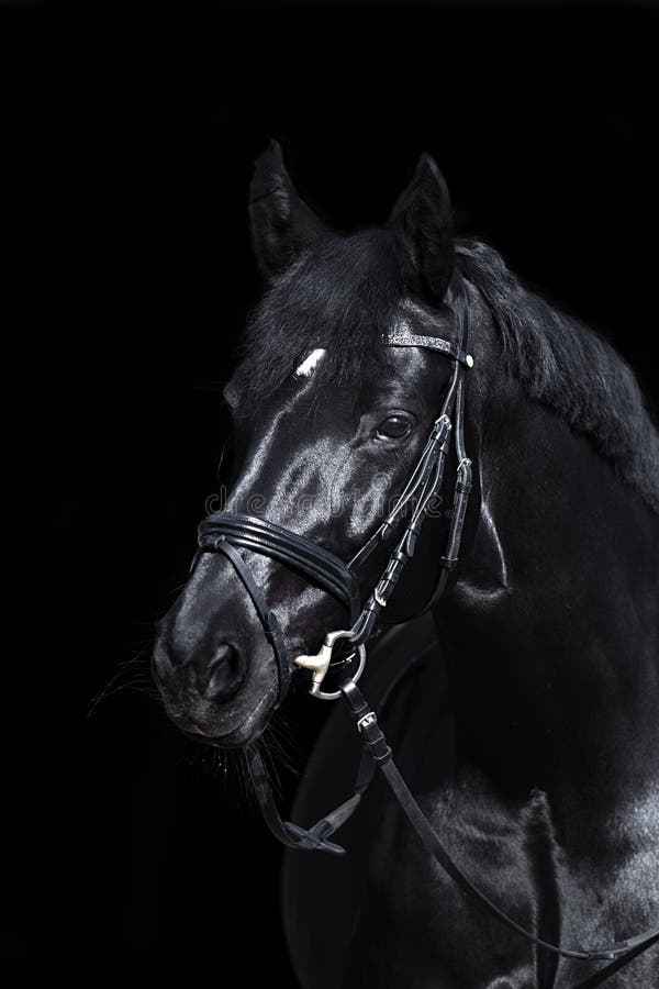 A close-up studio portrait of a glossy black horse wearing a black leather bridle against a solid black background.